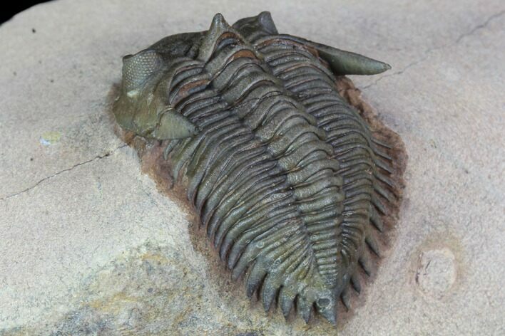 Detailed, Metacanthina Trilobite - Lghaft, Morocco #89292